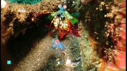 La guia definitiva, leones y mantis marina,