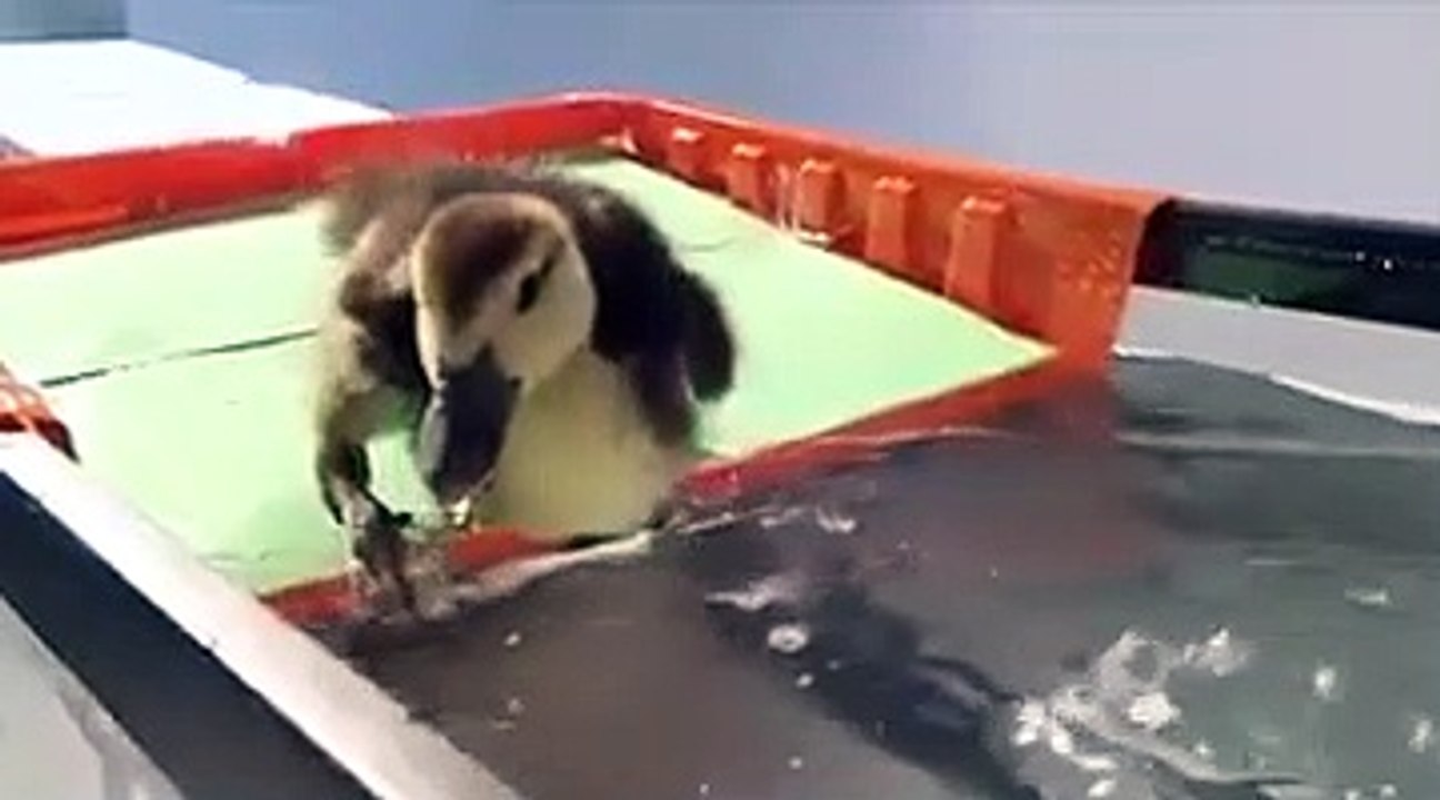 Ördeğin suyla tanışma anı