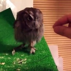 Tüm sevimliliğiyle yavru baykuş