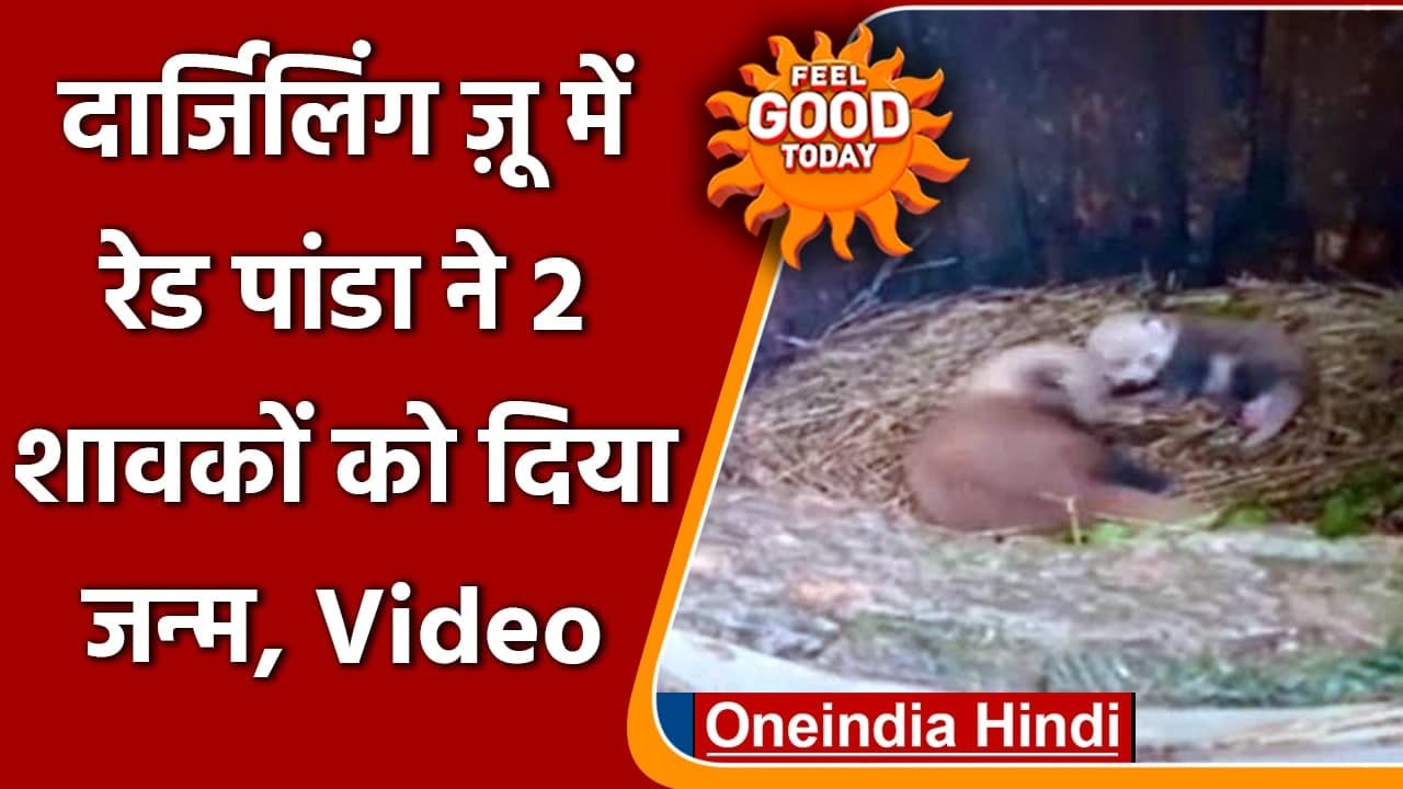 Darjeeling Zoo में आए दो नन्हें मेहमान, Red Pan...