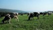 Cows Grazing in Mountain Meadow Video - Free HD Video Clips & Stock Video Footage at Videezy!