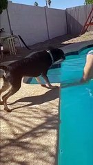 dog-goes-full-lifeguard-mode-when-owner-jumps-in-pool