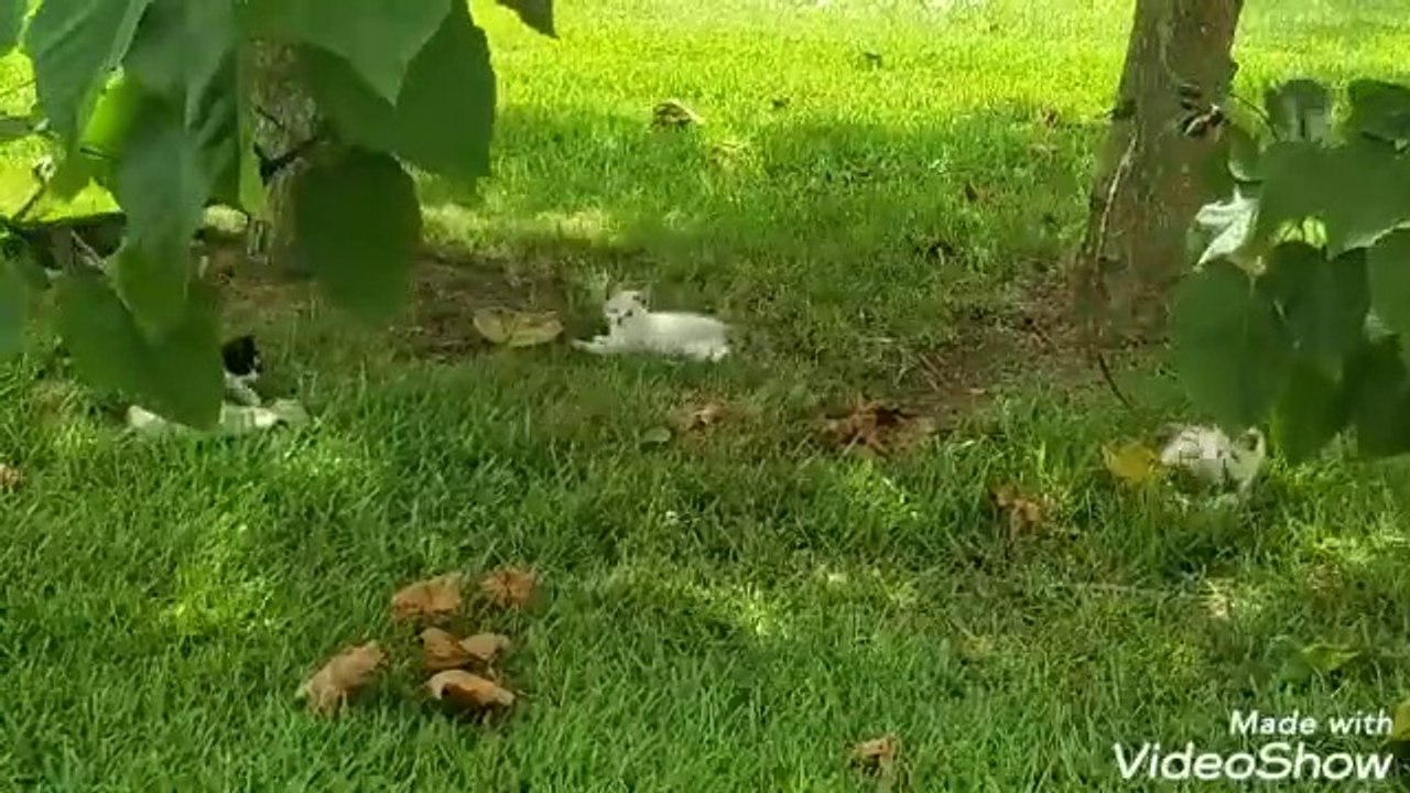 Adorable Kitty Cats