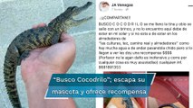 Joven ofrece recompensa por cocodrilo perdido tras inundaciones en Tamaulipas