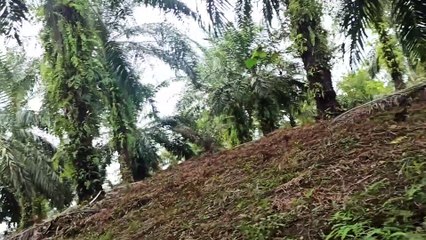 Survey kebun sawit dikampung