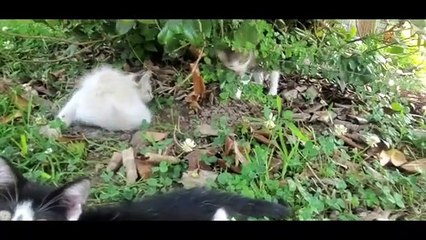 GO TO SLEEP FAST (Relaxing sleep music) Playful kitty cats and funny little dachshund