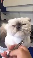 Sakal traşı olan kedi