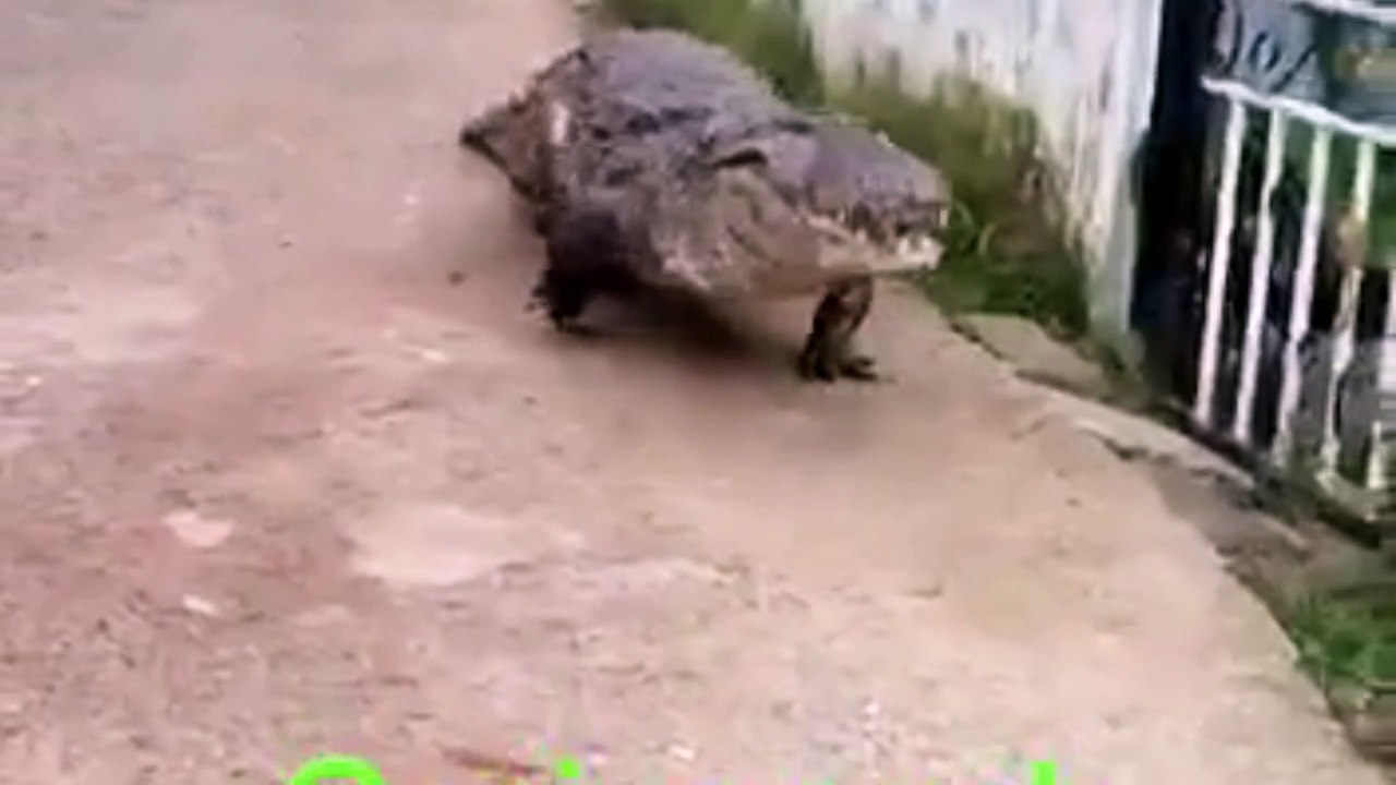 buaya besar naik kpemukimang warga