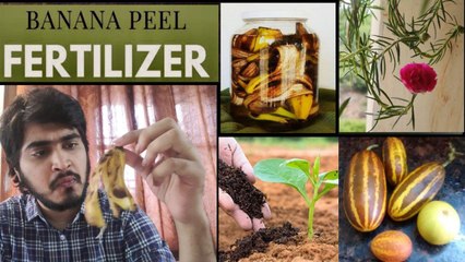How To Use Banana Peels For Gardens | Organic Plant Fertilizer