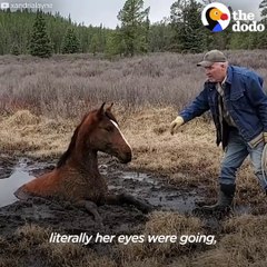 Wild Horse Asks Kind Strangers For Help