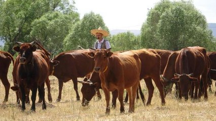3 BİN 500 YILLIK 'DOĞU ANADOLU KIRMIZISI' SIĞIR IRKI KORUMAYA ALINDI
