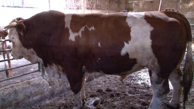 Tuzla'daki kurban pazarının gözdesi 1.5 tonluk 'Minik' alıcısını bekliyor