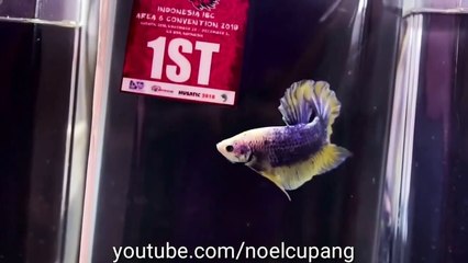 Tonton sampai habis!!Kontes Betta fish internasional