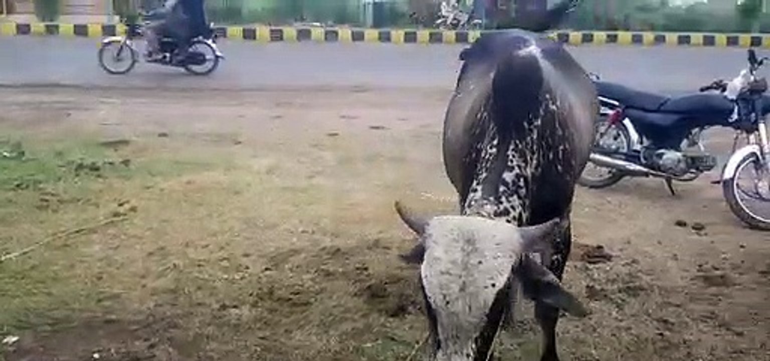 Buy cows for qurban 2021 In Pakistan