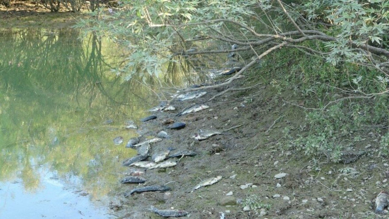 Manavgat’ta toplu balık ölümleri yaşanıyor