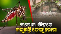 Special Story | Dengue Scare Looms Large In Cuttack As Cases Soars