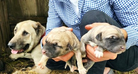 Köpeği tek seferde ‘servet’ doğurdu