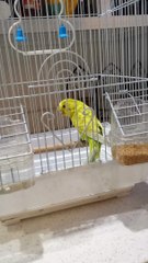 Video bird nice colour