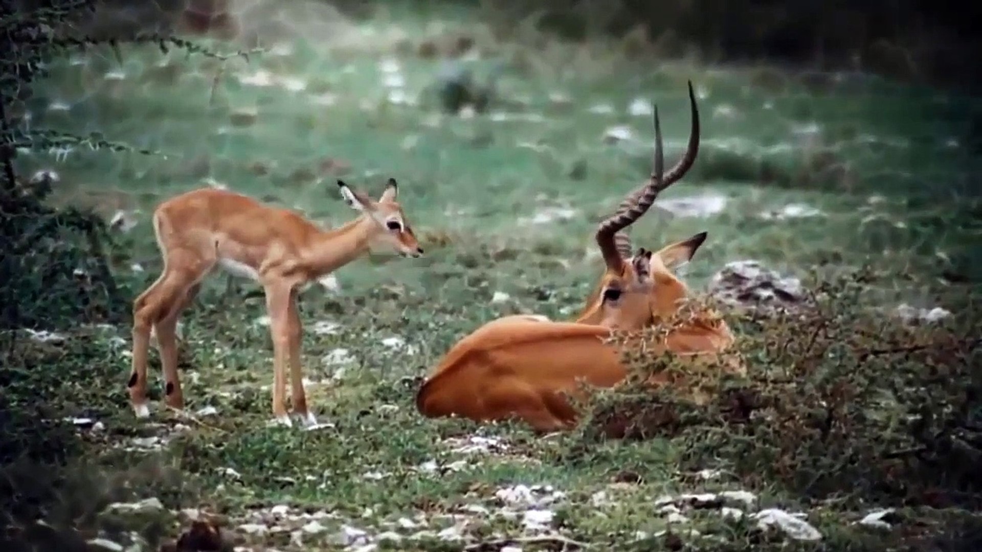 Life Is Not Easy When Antelope Confronts Cheetah Antelope Is Completely Powerless Against Cheetah