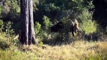 Battle Goes Into The History Of Lion Buffalo Throws Lion Into The Air To Escape Lion, Buffalo