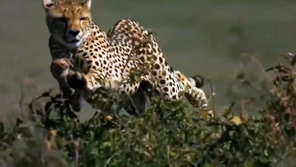 Lion Vs Cheetah Must Be Startled By The Power Of Wildebeest Harsh Life Of Wildlife