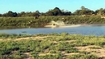 Life is Not Easy With The Wildebeest Big Battle Of Wildebeest Wildebeest Vs Crocodile, Cheetah