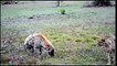 Hyena Clumsy Hyena Rescue Antelope From Cheetah Fighting Animals 2021