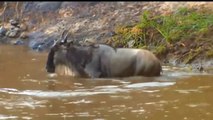 Unexpected Wildebeest Unexpectedly Encountered Such Circumstances In Confrontation With Crocodile