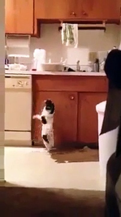 Yetenekli köpek