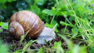 snails are slow overcome the joy