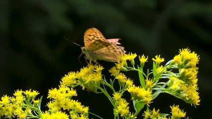 The beautiful colors of the butterflies are as evocative as a flower