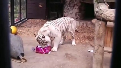 Watch: 'Psychic' tiger predicts Euro 2020 results