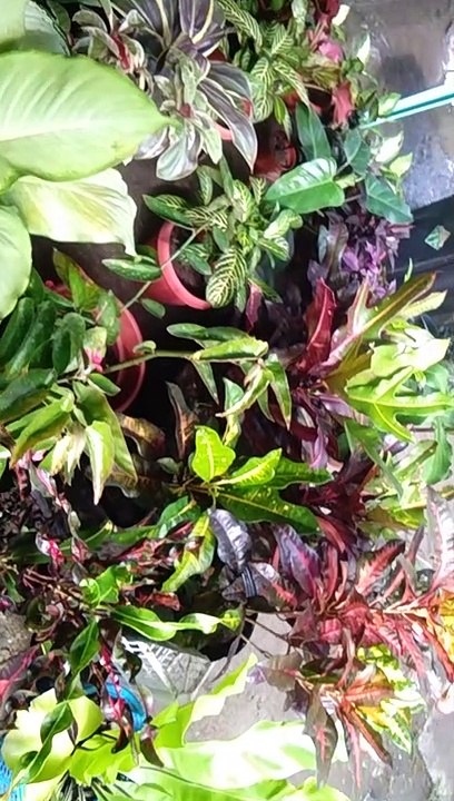 plants