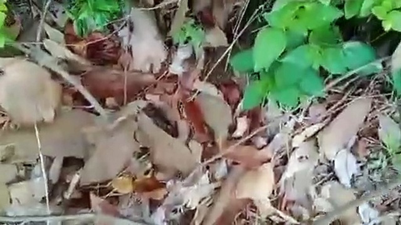 Dangerous Russells Viper snake