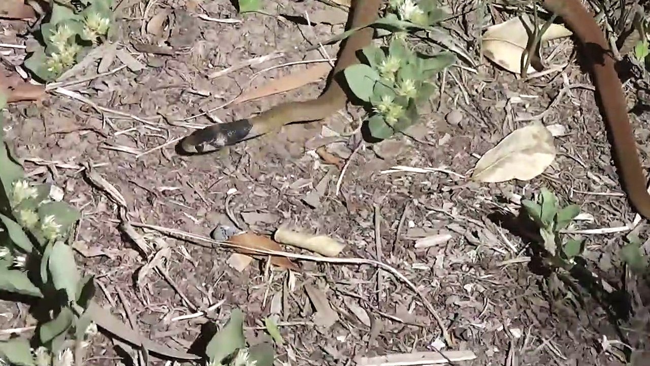 Baby Brown Snake on the Prowl