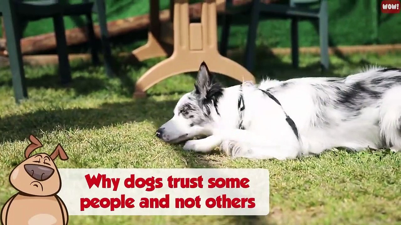 Scientists Confirm Dogs Can Easily Recognize Bad People