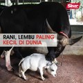 Rani, lembu paling kecil di dunia