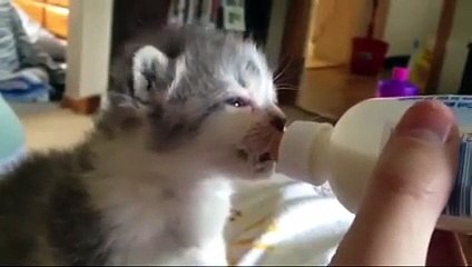 Kedilerin süt keyfi