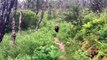 Des promeneurs croisent la route d'un énorme grizzly