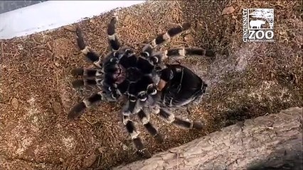 Une tarentule en pleine mue : spectaculaire