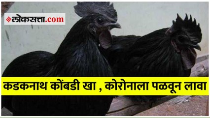 कडकनाथ कोंबडीमुळे रोगप्रतिकारक शक्ती वाढते ; झाबुआ कडकनाथ रिसर्च सेंटरने केला दावा