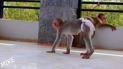 Meet Baby Monkey Mike: The Cutest and Funniest Baby Monkey! 🐒