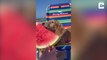 Dog Enjoys Watermelon And Cools Off At The Beach_# DOG EATS WATERMELON  # ANIMAL LOVERS