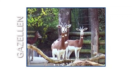 Meine Tierwelt (Doku)