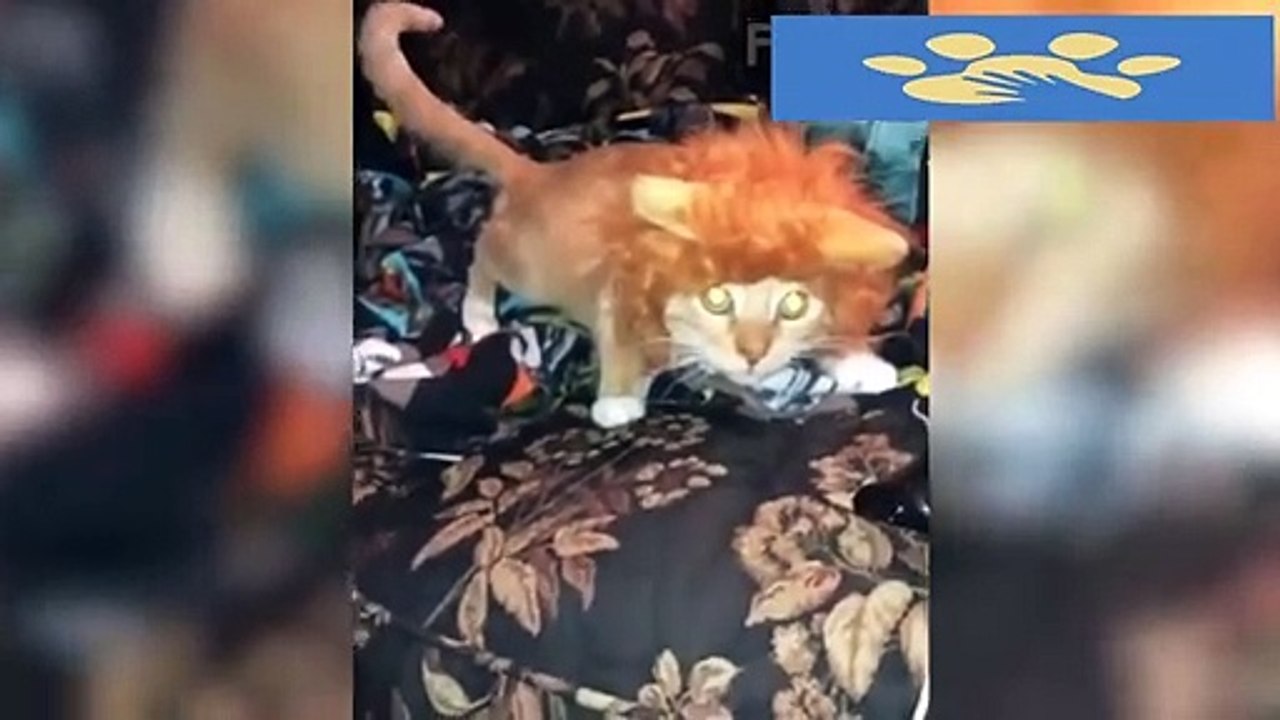Милашки Котики _ Юмор Для Поднятия Настроения _ Приколы С Котами