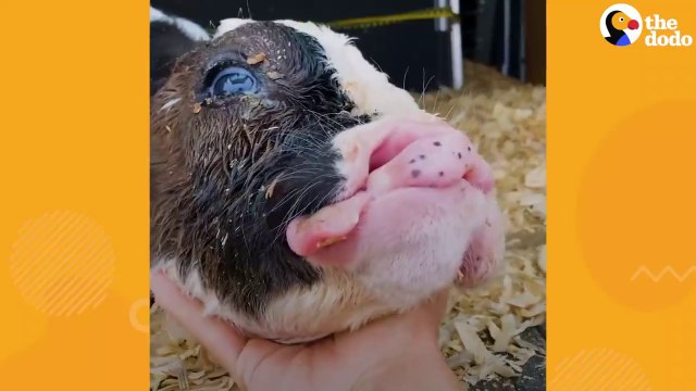 Baby Cow Who Didn't Have Any Friends Now Cuddles With His Chicken Best Friend _ The Dodo # ANIMAL LOVERS
