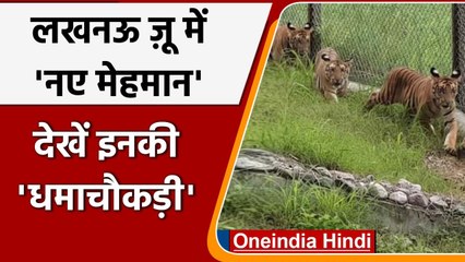 Lukhnow : Zoo में Rescue कर लाए गए चार शावकों को देख सकेंगे दर्शक | वनइंडिया हिंदी