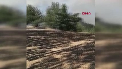 Son dakika: DENİZLİ'DE TARLA YANGINI, ORMANA SIÇRADI