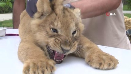 Aslan ailesinde yavru sevinci