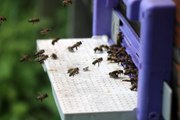 Kafkas ana arıları ilçedeki bal üretimini 3'e katladı